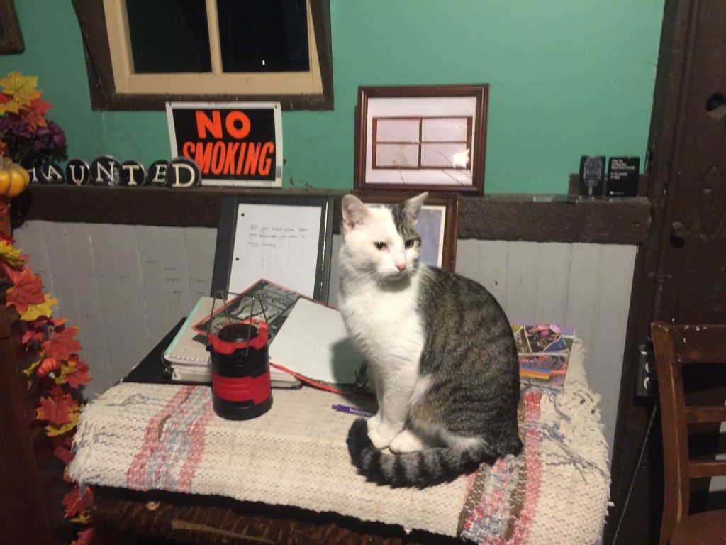 Our feline friend who kept us company in the barn behind the Villisca Axe Murder house, November 2019.